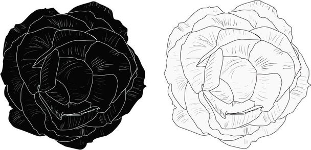 illustration with isolated black and white roses sketches - Vector, Image