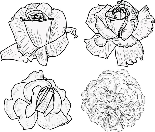Illustration mit Rosenskizzen isoliert auf weißem Hintergrund - Vektor, Bild