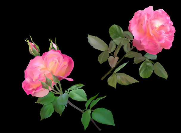 illustrazione con due fiori di rosa isolati su sfondo nero - Vettoriali, immagini