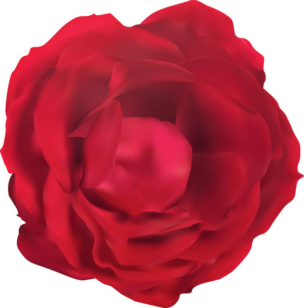 illustration with single red rose flower isolated on white background - Vector, Image