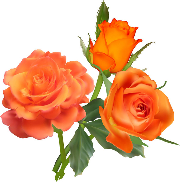 απεικόνιση με πορτοκαλί τριαντάφυλλα που απομονώνονται σε λευκό φόντο - Διάνυσμα, εικόνα