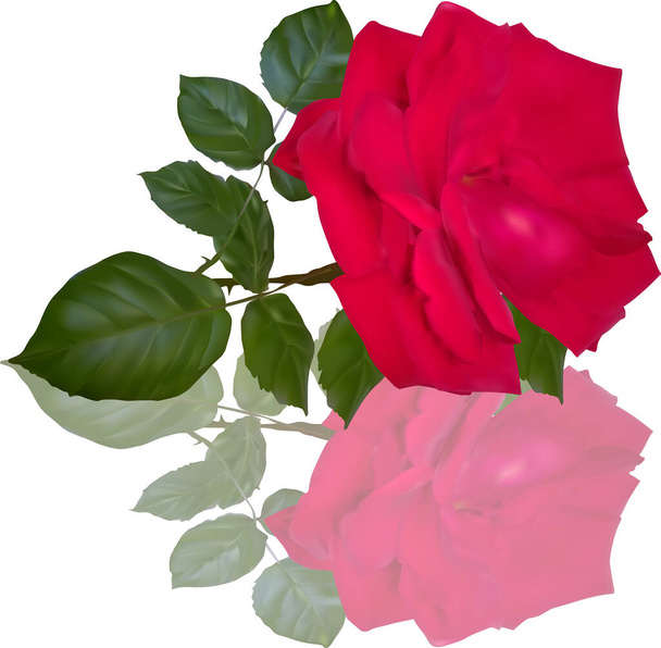 illusztráció egy vörös rózsa virág elszigetelt fehér háttér - Vektor, kép
