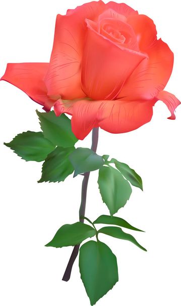 иллюстрация с светло-красной розой изолированы на белом фоне - Вектор,изображение