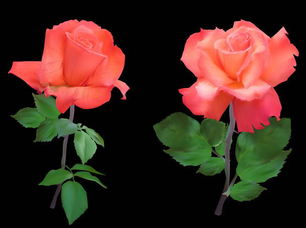 ilustración con flores de rosa aisladas sobre fondo negro - Vector, imagen