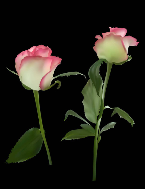 illustration with two rose flowers isolated on black background - Vector, Image