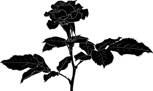 ilustrace s černou růží květ skica izolované na bílém pozadí - Vektor, obrázek