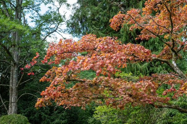 Κοντινό πλάνο κλαδιού σε ιαπωνικό δένδρο σφενδάμου (acer japonicum) - Φωτογραφία, εικόνα