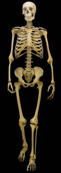 απεικόνιση με ανθρώπινο σκελετό απομονωμένο σε μαύρο φόντο - Διάνυσμα, εικόνα