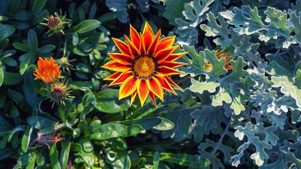 Leuchtend orangefarbene Gazania-Blume im Garten, selektiver Fokus. - Foto, Bild