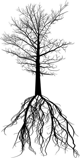 ilustração com silhueta de árvore grande preta isolada em fundo branco - Vetor, Imagem