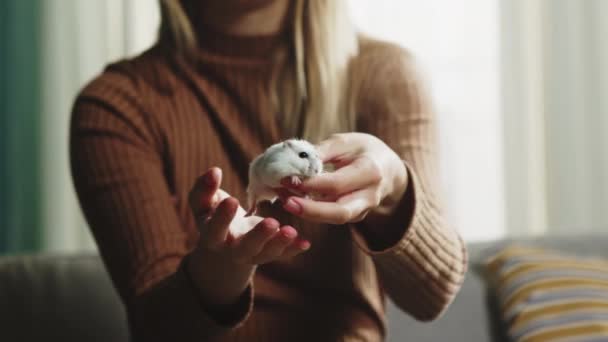 Woman holding small white hamster outstretched hands - Footage, Video