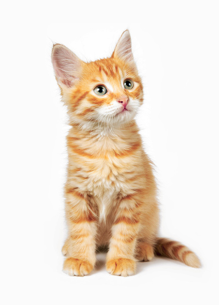 červená kočka - Fotografie, Obrázek