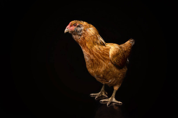 Csirke portréja egy fekete hátterű stúdióban - Fotó, kép