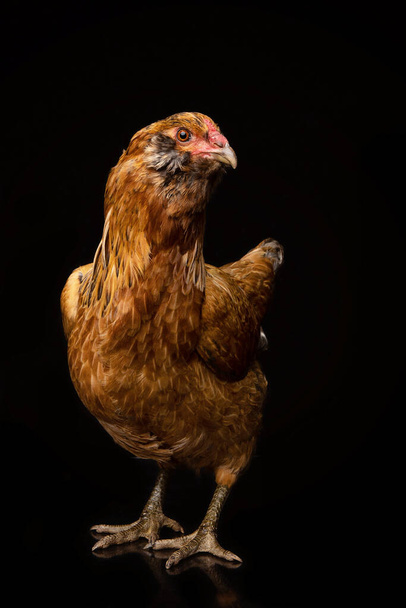 Retrato de un pollo en un estudio sobre fondo negro - Foto, imagen