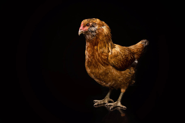 Csirke portréja egy fekete hátterű stúdióban - Fotó, kép