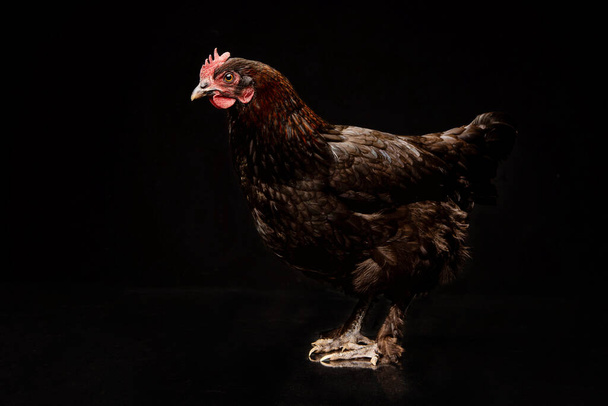 Portrait of a chicken in a studio on black background - Фото, зображення