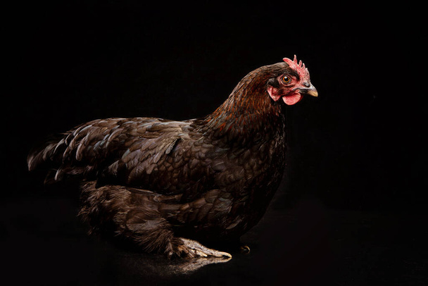 Retrato de un pollo en un estudio sobre fondo negro - Foto, imagen