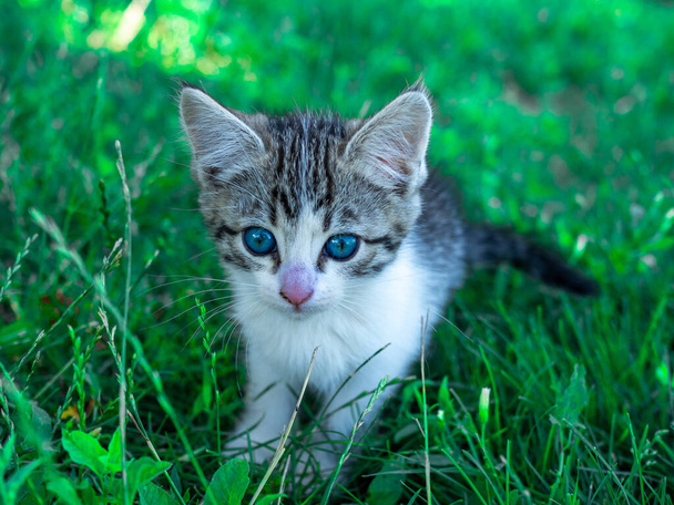 Little cute white and grey kitten with green eyes sits on the grass in summer - Fotoğraf, Görsel