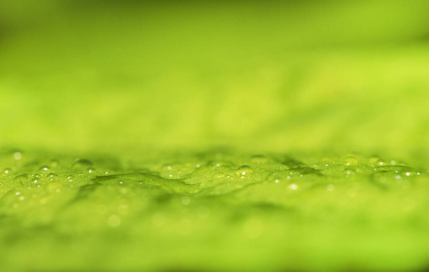 Macro shot of green leaf with raindrops. Suitable for background. - Photo, Image