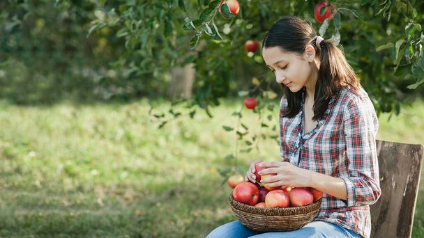 Teenage girl picking ripe organic apples on farm at fall day. Person with fruit in basket. Harvest Concept in country. Garden, teenager eating fruits at fall harvest. - Foto, afbeelding