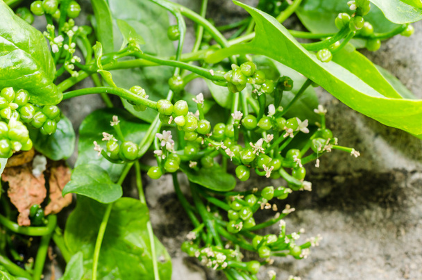 Edible flower of Basella alba or malabar spinach - Photo, Image