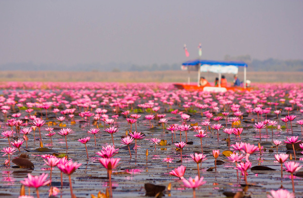Lótus vermelho na lagoa em Kumphawapi, Udon Thani, Tailândia
 - Foto, Imagem