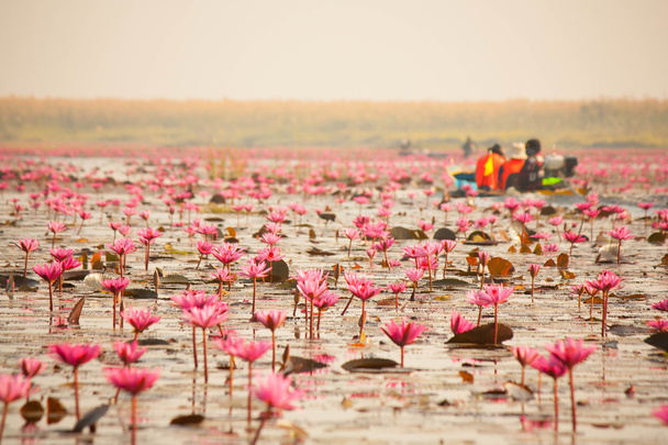 Roter Lotus im Teich bei kumphawapi, udon thani, Thailand - Foto, Bild