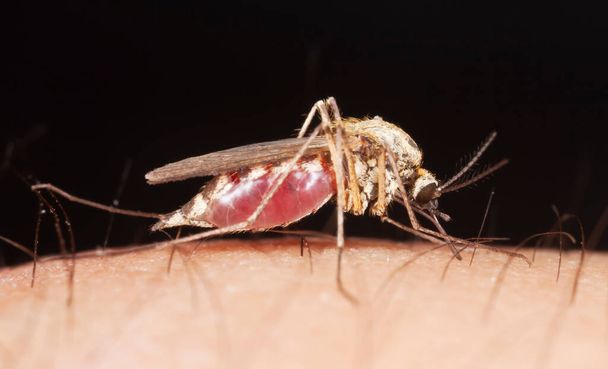Sivrisinek insan kanı emiyor, makro fotoğraf. - Fotoğraf, Görsel
