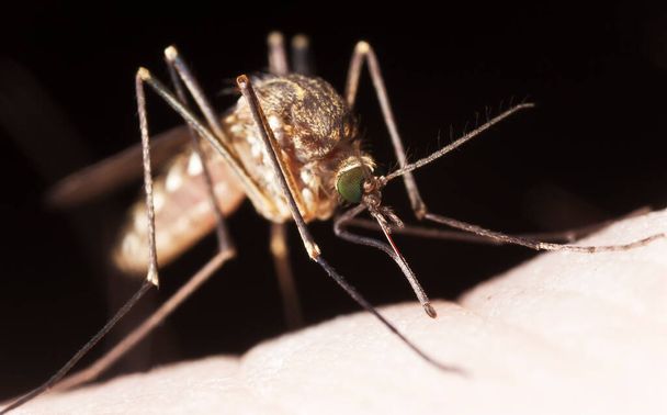 Zanzara succhiare il sangue da umana, macrofoto - Foto, immagini