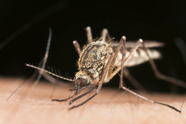 Mosquito chupando sangre de humano - Foto, Imagen