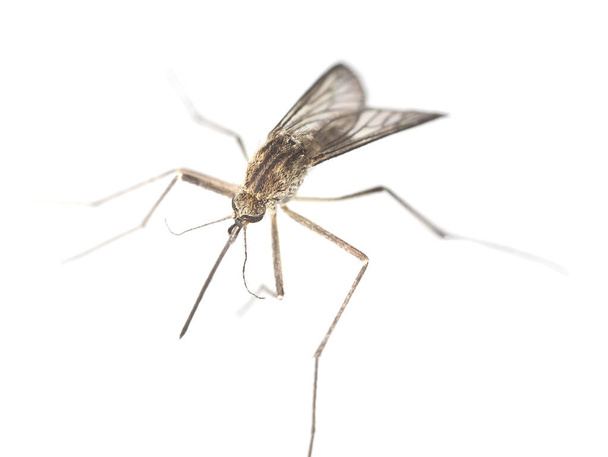 白の背景に隔離された蚊、マクロ写真 - 写真・画像
