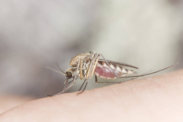 Mosquito filled with blood feeding on human, macro photo - Photo, Image