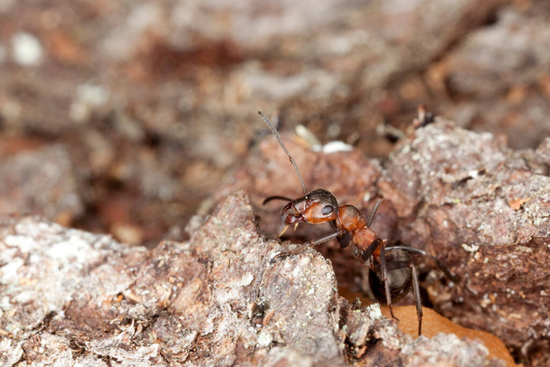 Southern wood ant, Formica rufa on wood - Photo, Image