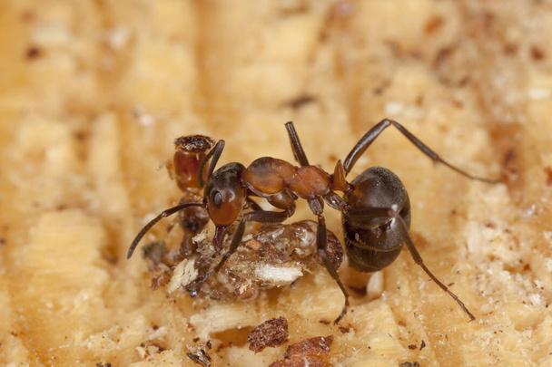 μυρμήγκι του Νότου, Formica rufa σε ξύλο - Φωτογραφία, εικόνα