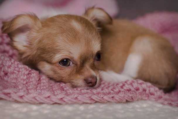 Primer plano de linda raza doméstica mamífero chihuahua cachorro chica, acostado, relajarse en su cama. - Foto, Imagen