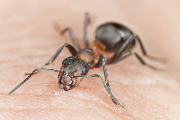 Agggresive southern wood ant, Formica rufa biting human skin - Photo, Image