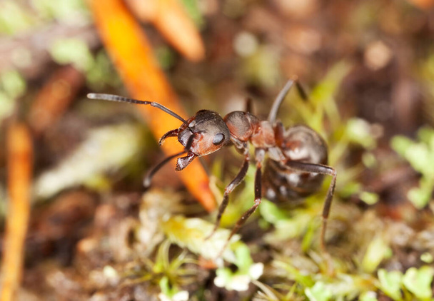 Южный лесной муравей, Formica rufa на дереве - Фото, изображение