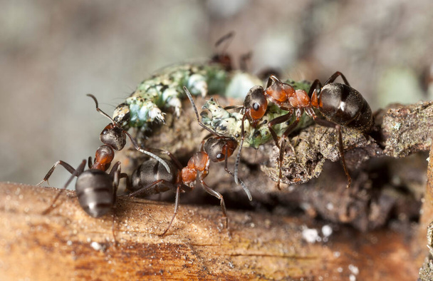 Southern wood ants, formica rufa transporting larva - Photo, Image