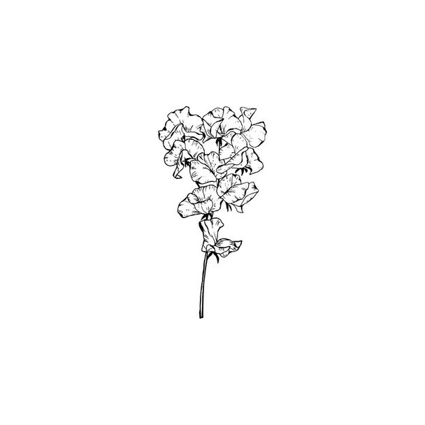 Jednoduchá a čistá ruka kreslené květinové. Skica styl botanické ilustrace. Skvělé pro pozvání, blahopřání, balíčky, balení, atd..  - Vektor, obrázek