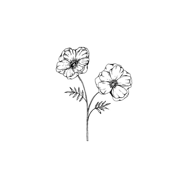Simple and clean hand drawn floral. Sketch style botanical illustration. Great for invitation, greeting card, packages, wrapping, etc.  - Vector, Image
