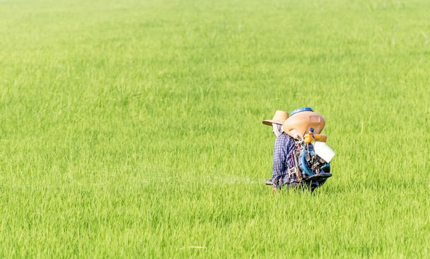 farmář postřik herbicidem na rýži podané - Fotografie, Obrázek