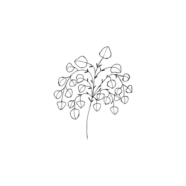 Einfache und saubere Hand gezeichnet blumig. Botanische Illustration im Skizzenstil. Ideal für Einladungen, Grußkarten, Pakete, Verpackungen usw..  - Vektor, Bild
