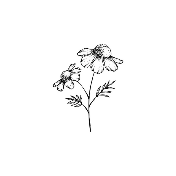 Proste i czyste strony rysowane kwiatowe. Ilustracja botaniczna w stylu szkicu. Świetne na zaproszenie, kartki okolicznościowe, opakowania, opakowanie, itp..  - Wektor, obraz