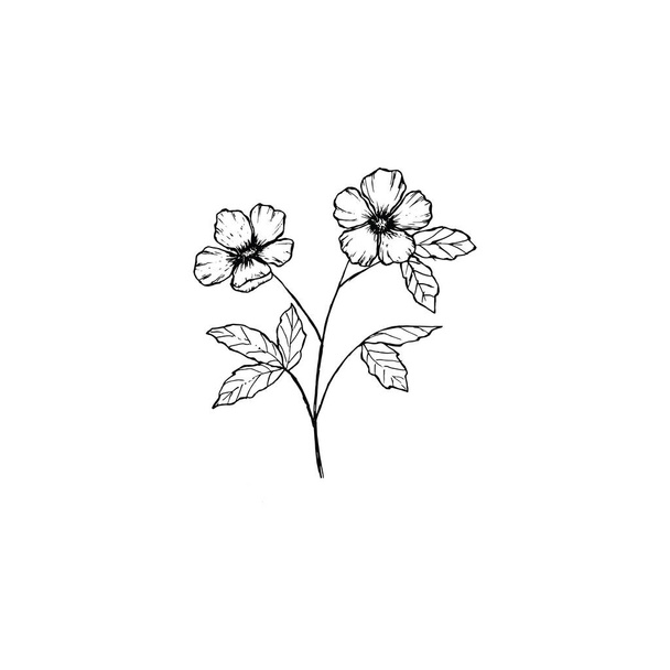 Floral dessiné à la main simple et propre. Illustration botanique de style croquis. Idéal pour invitation, carte de vœux, paquets, emballage, etc..  - Vecteur, image