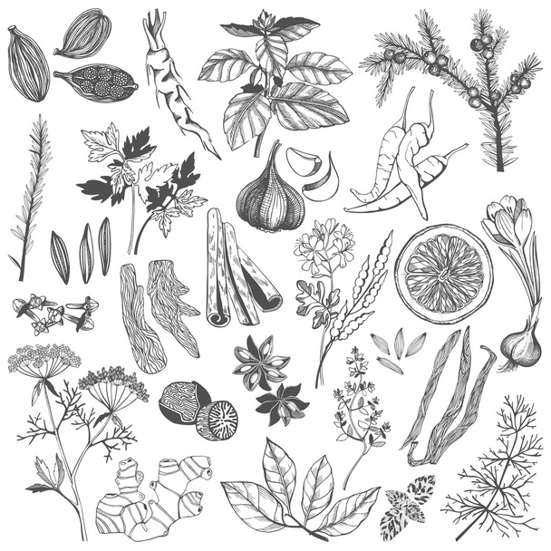 Vector set of hand drawn spices and herb - Вектор, зображення