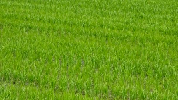 Campos de arroz - Filmagem, Vídeo
