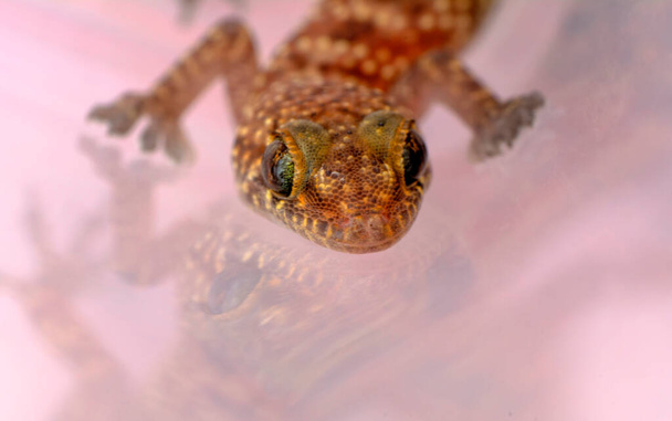 Gros plan Beau gecko dans le jardin - Photo, image