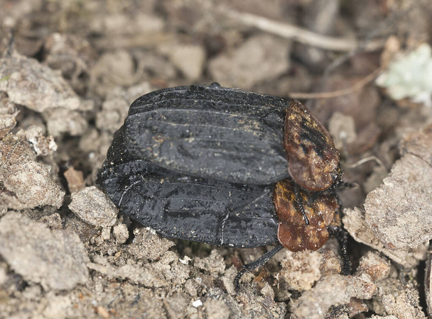 Apareamiento de escarabajos carroñeros de pecho rojo, Oiceoptoma thoracicum en el suelo, macro foto - Foto, imagen
