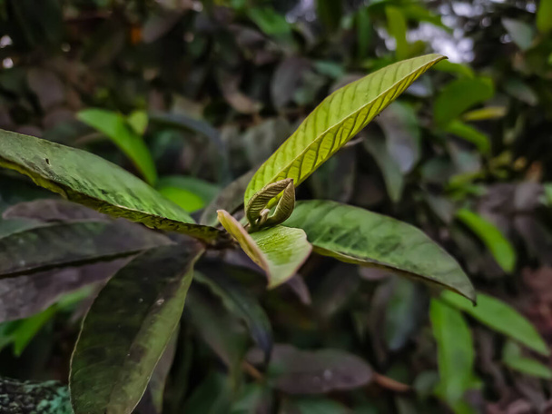 La guayaba es un pequeño árbol de la familia Myrtaceae, nativo de México, América Central, el Caribe y el norte de América del Sur.. - Foto, imagen