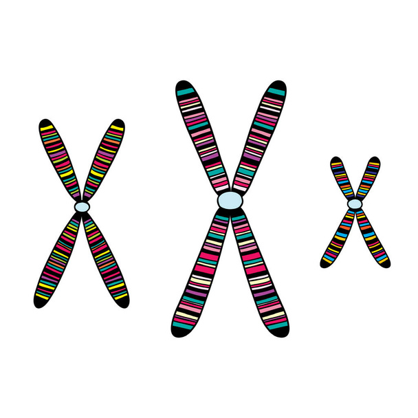 Set of striped colorful chromosomes. Vector illustration. Biological background. - Vektori, kuva